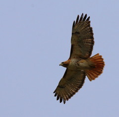 Buteo jamaicensis