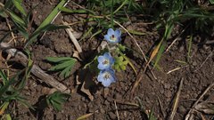 Nemophila menziesii integrifolia