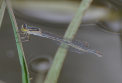 Ischnura heterosticta