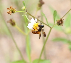 Megachile takaoensis