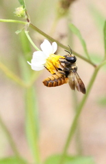 Megachile takaoensis
