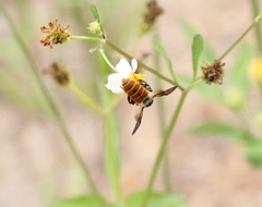 Megachile takaoensis