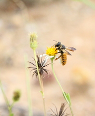 Megachile takaoensis