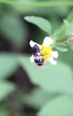 Megachile conjuncta