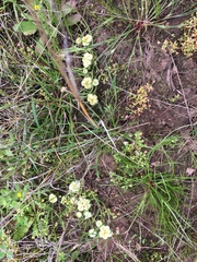 Isoetopsis graminifolia