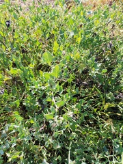 Acleisanthes longiflora