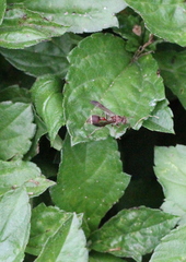 Ropalidia hongkongensis