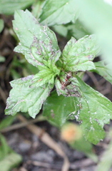 Ropalidia hongkongensis