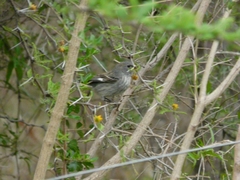 Catamenia analis