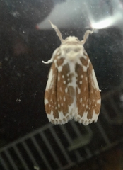 Pseudoadites frigida