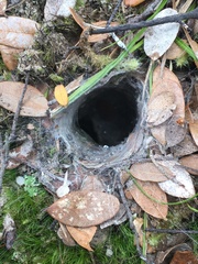 Porrhothele antipodiana