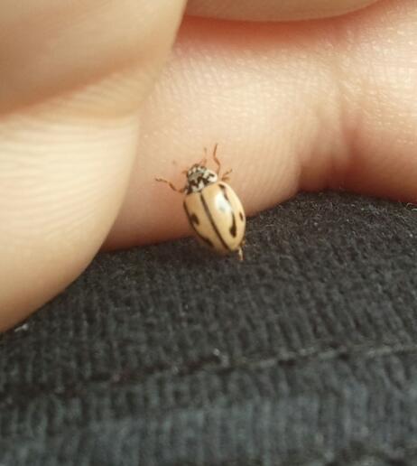 Hudsonian Ladybird