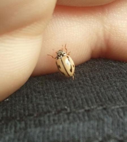Hudsonian Ladybird