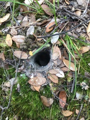 Porrhothele antipodiana