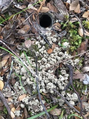 Porrhothele antipodiana