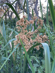 Androtrichum giganteum