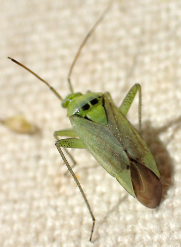 Potato Mirid