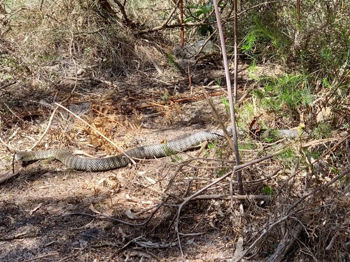 Eastern Tiger Snake sighting