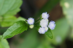 Praxelis clematidea