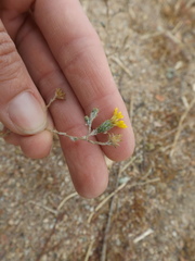 Lessingia glandulifera