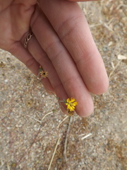 Lessingia glandulifera