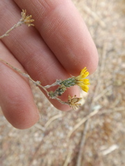 Lessingia glandulifera