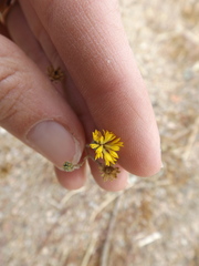 Lessingia glandulifera