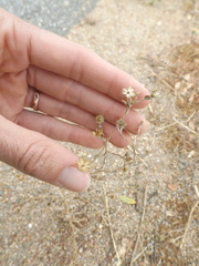 Lessingia glandulifera