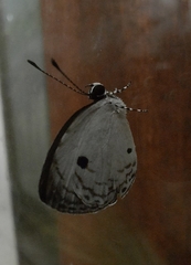 Neopithecops zalmora zalmora