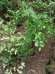 Asparagus scandens