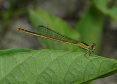 Agriocnemis exsudans