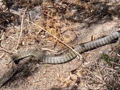 Notechis scutatus scutatus