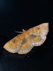 Cacographis
