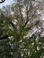 Nectandra angustifolia