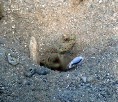 Cryptocentrus leptocephalus