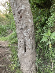 Nectandra angustifolia