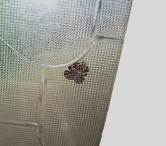 Aprivesa unimaculata