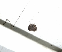 Aprivesa unimaculata