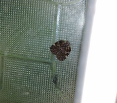 Aprivesa unimaculata