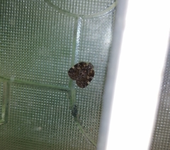 Aprivesa unimaculata