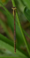 Agriocnemis exsudans