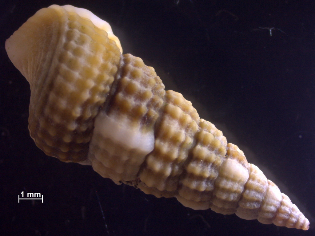 Cerithideopsis