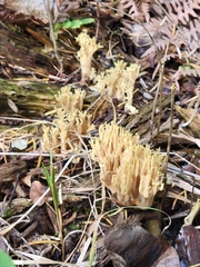 Ramaria conjunctipes