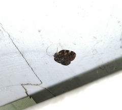 Aprivesa unimaculata