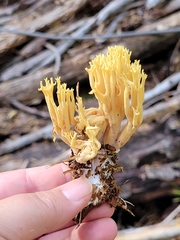 Ramaria conjunctipes