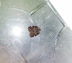 Aprivesa unimaculata