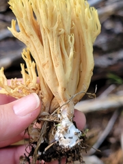Ramaria conjunctipes