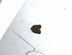 Aprivesa unimaculata