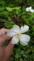 Anemonastrum deltoideum