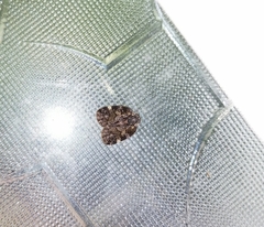 Aprivesa unimaculata